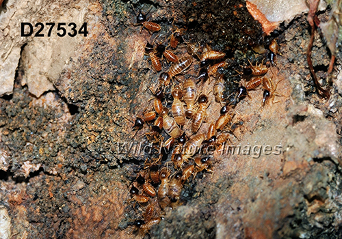 Nasutitermes corniger